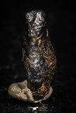 05291 - Taza (NWA 859) Iron Ungrouped Plessitic Octahedrite Meteorite 0.8g
