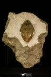 30050 - Top Rare Megistaspidella triangularis Lower Ordovician Trilobite Russia