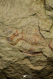 21046 - Top Rare Association 2 Euloma filacovi Lower Ordovician Trilobites Fezouata Fm