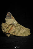 21046 - Top Rare Association 2 Euloma filacovi Lower Ordovician Trilobites Fezouata Fm