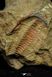 21046 - Top Rare Association 2 Euloma filacovi Lower Ordovician Trilobites Fezouata Fm