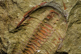 21046 - Top Rare Association 2 Euloma filacovi Lower Ordovician Trilobites Fezouata Fm