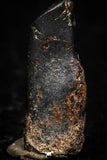 05292 - Taza (NWA 859) Iron Ungrouped Plessitic Octahedrite Meteorite 1.2g ORIENTED
