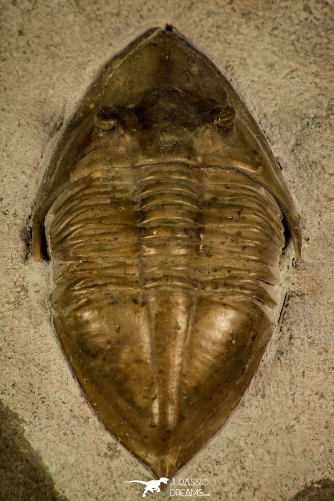 30050 - Top Rare Megistaspidella triangularis Lower Ordovician Trilobite Russia