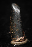 05292 - Taza (NWA 859) Iron Ungrouped Plessitic Octahedrite Meteorite 1.2g ORIENTED