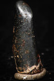 05292 - Taza (NWA 859) Iron Ungrouped Plessitic Octahedrite Meteorite 1.2g ORIENTED
