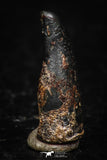 05292 - Taza (NWA 859) Iron Ungrouped Plessitic Octahedrite Meteorite 1.2g ORIENTED