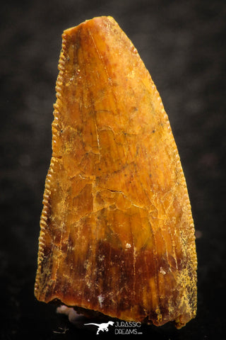 07067 - Nice Serrated 0.89 Inch Abelisaur Dinosaur Tooth Cretaceous KemKem Beds