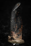 05292 - Taza (NWA 859) Iron Ungrouped Plessitic Octahedrite Meteorite 1.2g ORIENTED