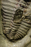 21047 - Rare Parabathycheilus cf. gallicus Lower Ordovician Fezouata Fm
