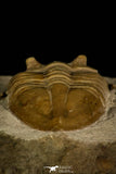 30050 - Top Rare Megistaspidella triangularis Lower Ordovician Trilobite Russia