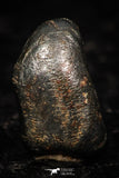 05293 - Taza (NWA 859) Iron Ungrouped Plessitic Octahedrite Meteorite 0.5g ORIENTED