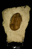 30051 - Amazing Subasaphus platyurus Middle Ordovician Trilobite Russia