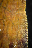 07067 - Nice Serrated 0.89 Inch Abelisaur Dinosaur Tooth Cretaceous KemKem Beds