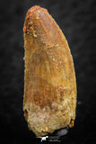 07068 - Beautiful 0.96 Inch Abelisaur Dinosaur Tooth Cretaceous KemKem Beds