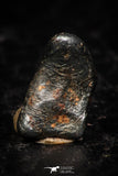 05293 - Taza (NWA 859) Iron Ungrouped Plessitic Octahedrite Meteorite 0.5g ORIENTED