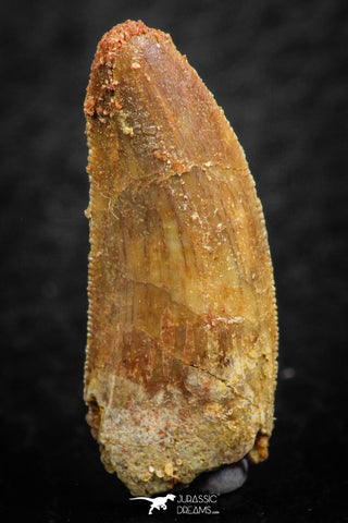 07068 - Beautiful 0.96 Inch Abelisaur Dinosaur Tooth Cretaceous KemKem Beds