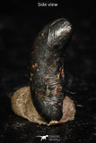 05293 - Taza (NWA 859) Iron Ungrouped Plessitic Octahedrite Meteorite 0.5g ORIENTED