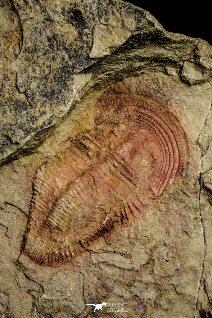 21048 - Top Rare Harpides sp Lower Ordovician Trilobite Fezouata Fm Positive/Negative