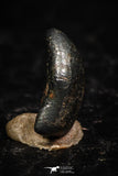 05293 - Taza (NWA 859) Iron Ungrouped Plessitic Octahedrite Meteorite 0.5g ORIENTED