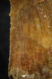 07068 - Beautiful 0.96 Inch Abelisaur Dinosaur Tooth Cretaceous KemKem Beds