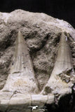 07032 - Top Rare Mosasaurus baugei 11.81 Inch Partial Right Maxillary in Matrix Cretaceous