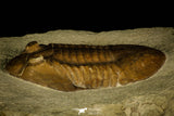 30051 - Amazing Subasaphus platyurus Middle Ordovician Trilobite Russia