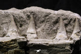 07032 - Top Rare Mosasaurus baugei 11.81 Inch Partial Right Maxillary in Matrix Cretaceous