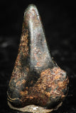 05294 - Taza (NWA 859) Iron Ungrouped Plessitic Octahedrite Meteorite 0.8g ORIENTED