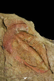 21048 - Top Rare Harpides sp Lower Ordovician Trilobite Fezouata Fm Positive/Negative