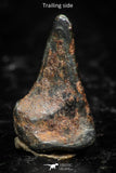 05294 - Taza (NWA 859) Iron Ungrouped Plessitic Octahedrite Meteorite 0.8g ORIENTED
