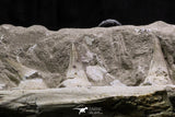 07032 - Top Rare Mosasaurus baugei 11.81 Inch Partial Right Maxillary in Matrix Cretaceous