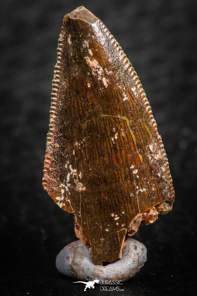 07069 - Nice Serrated 0.96 Inch Abelisaur Dinosaur Tooth Cretaceous KemKem Beds