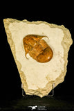30052 - Finest Grade Illaenus tauricornis Middle Ordovician Trilobite Russia