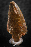 07069 - Nice Serrated 0.96 Inch Abelisaur Dinosaur Tooth Cretaceous KemKem Beds