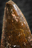 07069 - Nice Serrated 0.96 Inch Abelisaur Dinosaur Tooth Cretaceous KemKem Beds