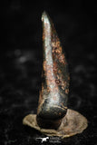 05294 - Taza (NWA 859) Iron Ungrouped Plessitic Octahedrite Meteorite 0.8g ORIENTED