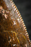 07069 - Nice Serrated 0.96 Inch Abelisaur Dinosaur Tooth Cretaceous KemKem Beds