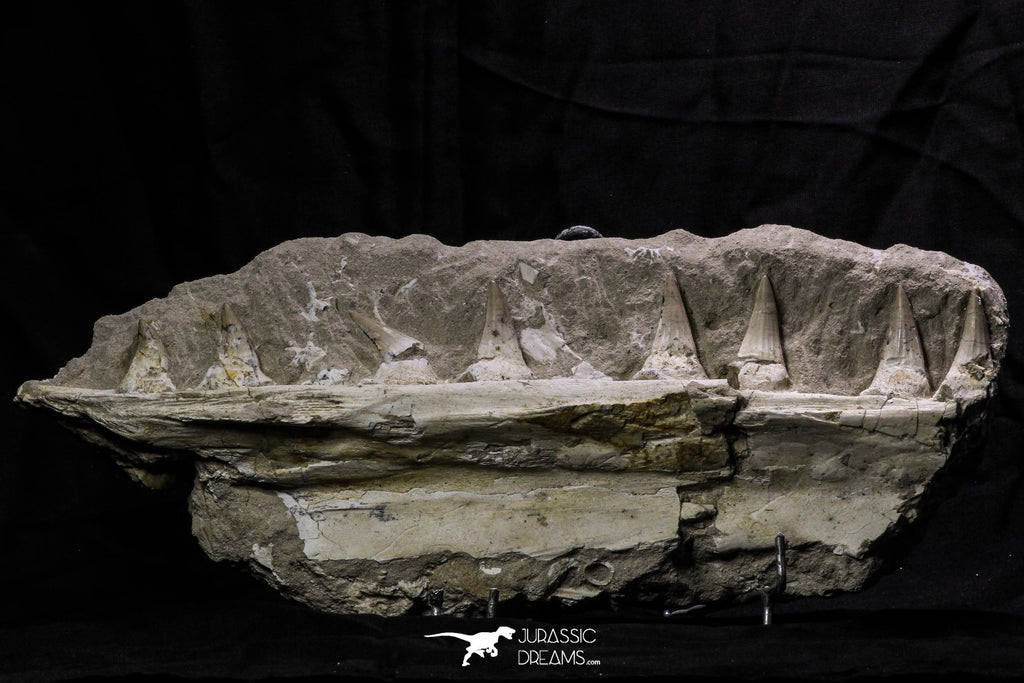 07032 - Top Rare Mosasaurus baugei 11.81 Inch Partial Right Maxillary in Matrix Cretaceous