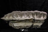 07032 - Top Rare Mosasaurus baugei 11.81 Inch Partial Right Maxillary in Matrix Cretaceous