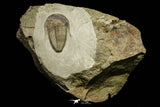 21049 - Top Rare Harpides sp Lower Ordovician Trilobite Fezouata Fm