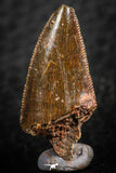 07069 - Nice Serrated 0.96 Inch Abelisaur Dinosaur Tooth Cretaceous KemKem Beds