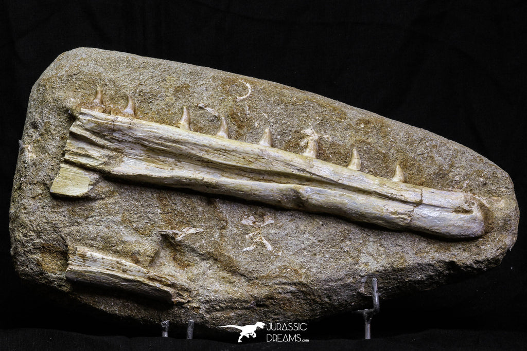 07033 - Finest Grade Halisaurus arambourgi (Mosasaur) Partial Left Hemi-Jaw in Matrix Cretaceous