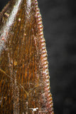07069 - Nice Serrated 0.96 Inch Abelisaur Dinosaur Tooth Cretaceous KemKem Beds