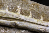 07033 - Finest Grade Halisaurus arambourgi (Mosasaur) Partial Left Hemi-Jaw in Matrix Cretaceous