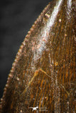 07069 - Nice Serrated 0.96 Inch Abelisaur Dinosaur Tooth Cretaceous KemKem Beds