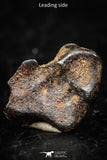 05295 - Taza (NWA 859) Iron Ungrouped Plessitic Octahedrite Meteorite 0.9g ORIENTED