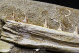 07033 - Finest Grade Halisaurus arambourgi (Mosasaur) Partial Left Hemi-Jaw in Matrix Cretaceous