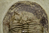 21049 - Top Rare Harpides sp Lower Ordovician Trilobite Fezouata Fm