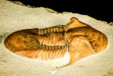 30052 - Finest Grade Illaenus tauricornis Middle Ordovician Trilobite Russia
